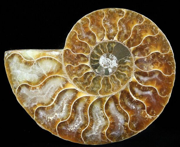 Agatized Ammonite Fossil (Half) #39640